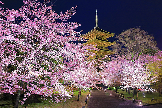 東寺　桜　ライトアップ