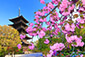 東寺　八重桜　写真