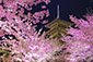 東寺桜ライトアップ