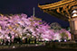 東寺　夜桜　写真