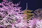 東寺　夜桜　ライトアップ