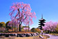 東寺　桜　画像