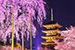 東寺　桜　ライトアップ　高画質画像