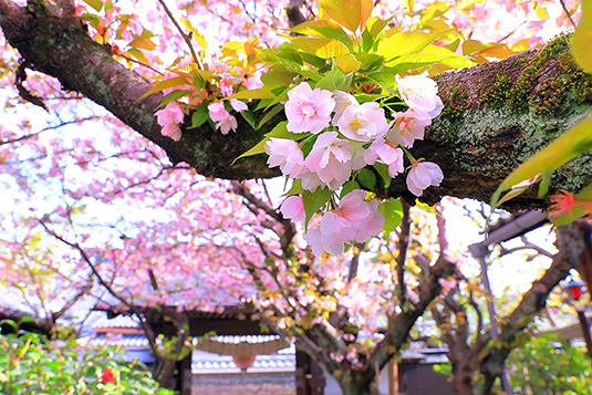 雨宝院　桜