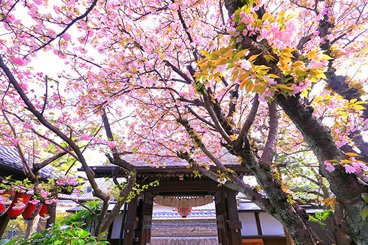 雨宝院　桜　写真