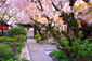 雨宝院　桜　高画質写真