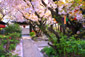 雨宝院　桜　高画質画像