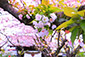 雨宝院の桜　高画質　画像