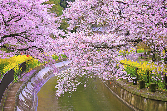 山科疏水　桜　高画質写真