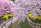 山科疏水　桜　高画質　写真