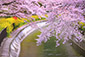 山科疏水　桜