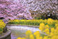 山科疏水　桜　写真
