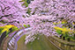 山科疏水　桜　画像