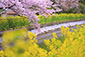 山科疏水　菜の花　桜