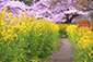 山科　疏水　桜　菜の花