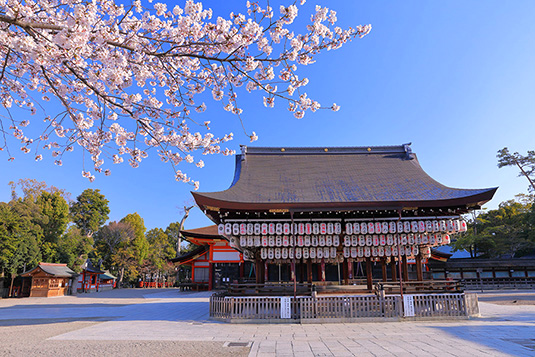 八坂神社　桜　写真