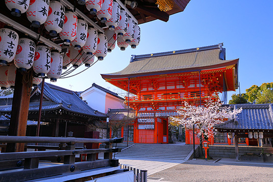 八坂神社　桜　画像