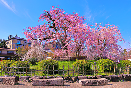 円山公園　桜