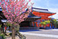 八坂神社　桜　高画質写真