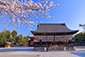 八坂神社　桜　画像
