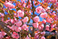 八坂神社の八重桜
