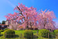 円山公園　桜　写真