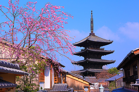 八坂の塔　桜　高画質写真