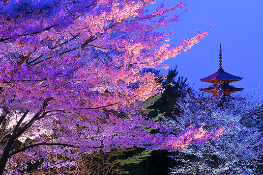 八坂の塔　桜　ライトアップ