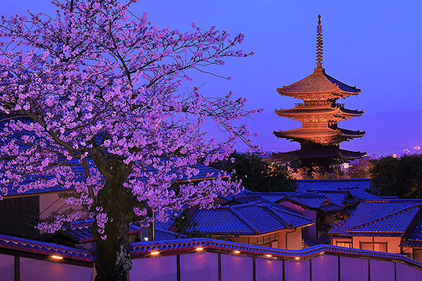 京都　八坂の塔　夜桜