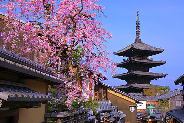 八坂の塔　桜　画像