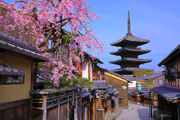 八坂の塔　桜　高画質画像