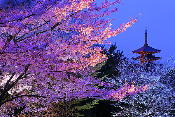 八坂の塔　夜　桜