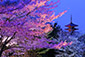 八坂の塔　桜　高画質画像