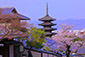 京都市　八坂の塔　桜