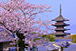 八坂の塔　桜　高画質　画像