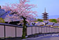 八坂の塔　桜　高画質　写真