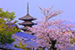 八坂の塔　桜　絶景