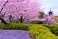 京都　花見　八坂の塔　桜