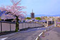 維新の道　八坂の塔　桜　画像