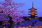 京都　八坂の塔　夜　桜