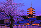 京都　八坂の塔　五重塔　桜　ライトアップ