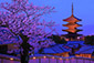 八坂の塔　夜景　桜