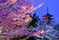 京都　八坂の塔　桜