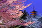 京都　八坂の塔　夜　桜