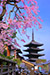 八坂の塔　桜　縦位置写真