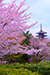 京都　八坂の塔　春　縦位置写真