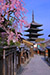 京都　八坂の塔　さくら　縦位置　写真