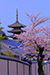 京都　八坂の塔　花見　縦位置写真