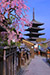 京都花見名所　八坂の塔