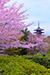 京都　花見　八坂の塔